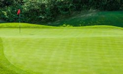 Green golf phải đảm bảo mặt cỏ đồng đều để tạo điều kiện putting tốt nhất